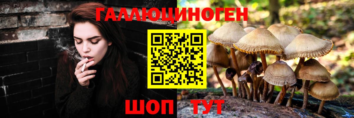 Псилоцибиновые грибы Psilocybine cubensis Апатиты